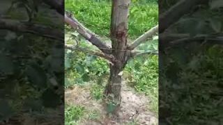 Le piante si aiutano tra di loro. E noi?